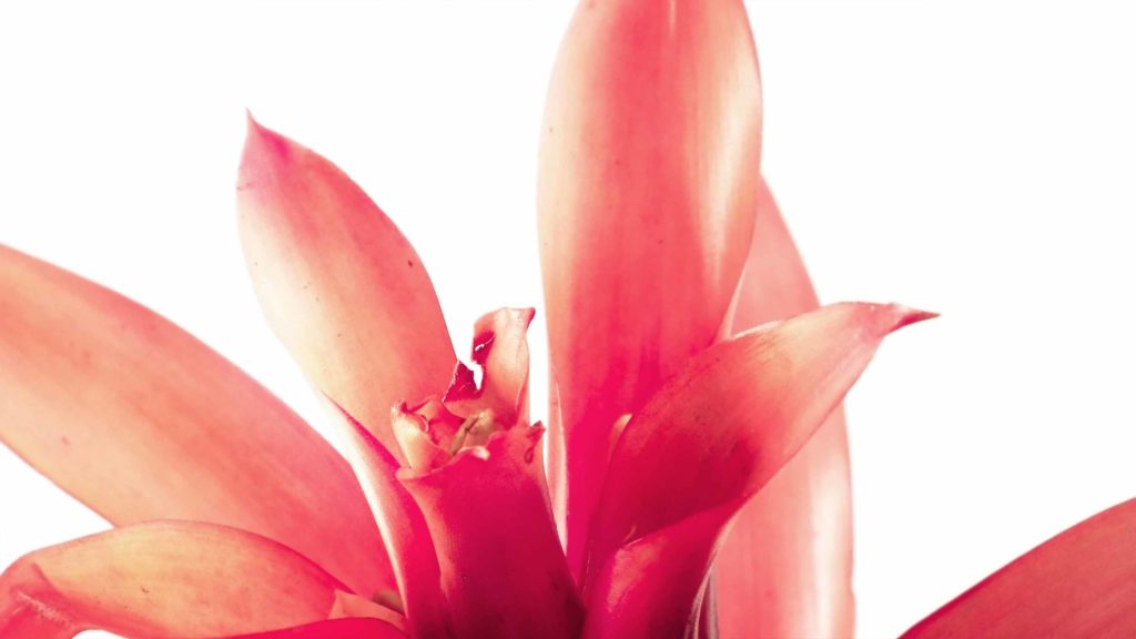 Bromelia la pianta che purifica l'aria