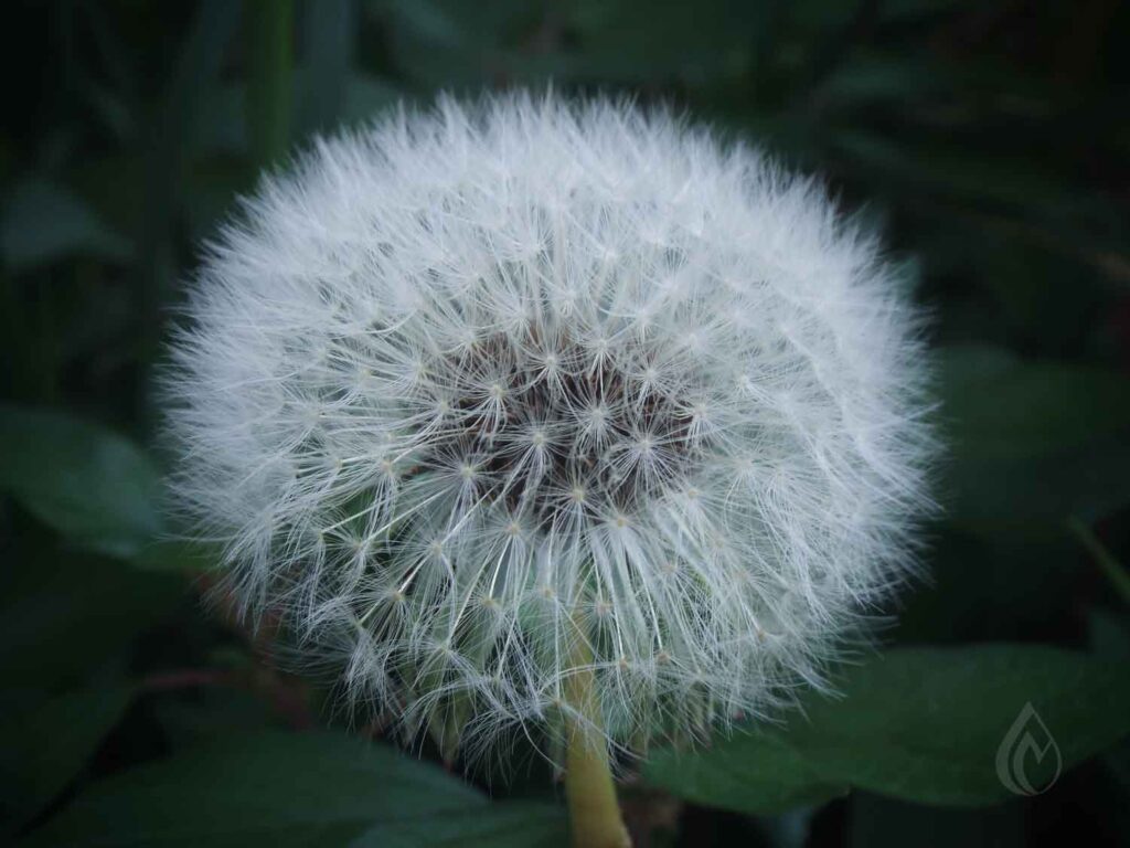 Dieci curiosità sui fiori che potresti non conoscere Photo by Metis Designer