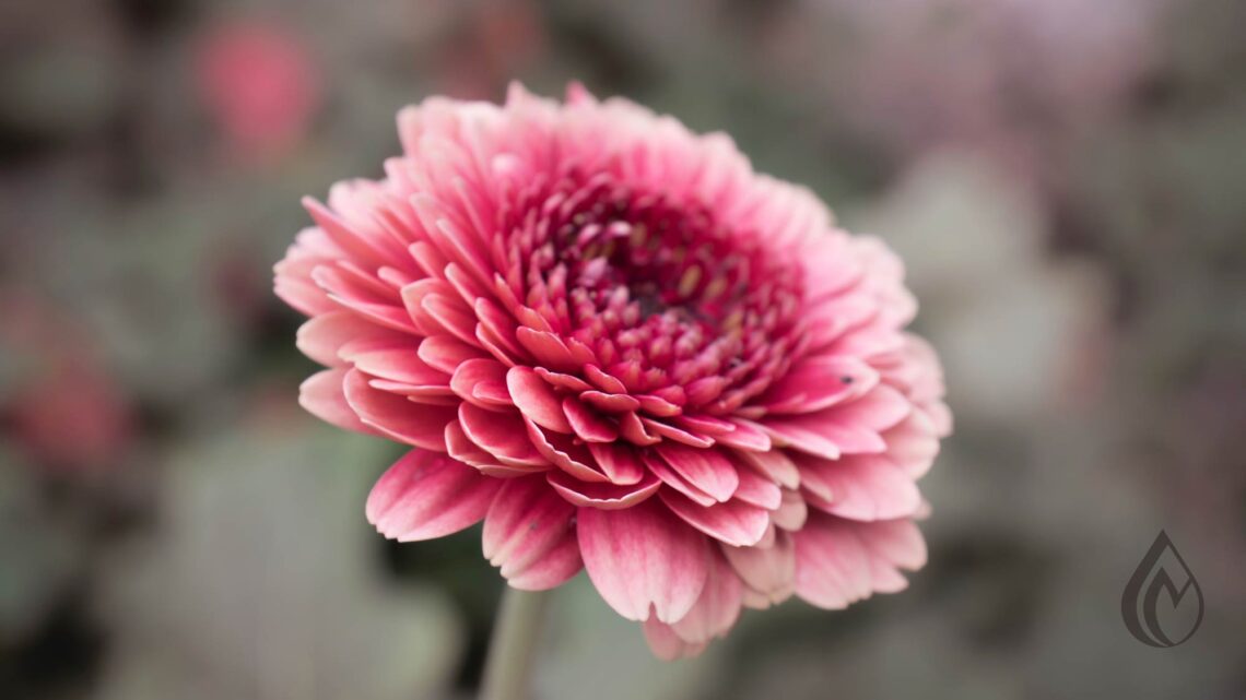 Dieci curiosità sui fiori che potresti non conoscere Photo by Metis Designer