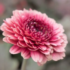 Dieci curiosità sui fiori che potresti non conoscere Photo by Metis Designer