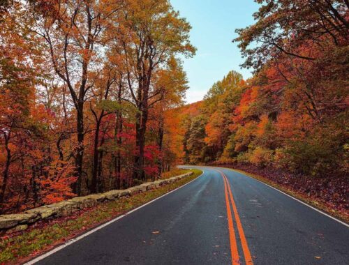 Il suggestivo mutamento di colore degli alberi in autunno