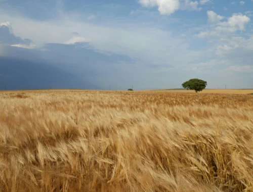 Consigli e curiosità per vivere al meglio l'inizio estate 2025 (2)