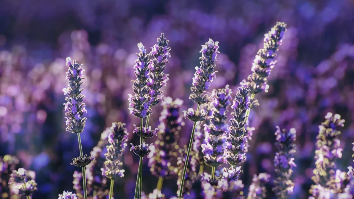 Giugno in fiore le migliori piante da regalare (2)