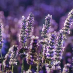Giugno in fiore le migliori piante da regalare (2)