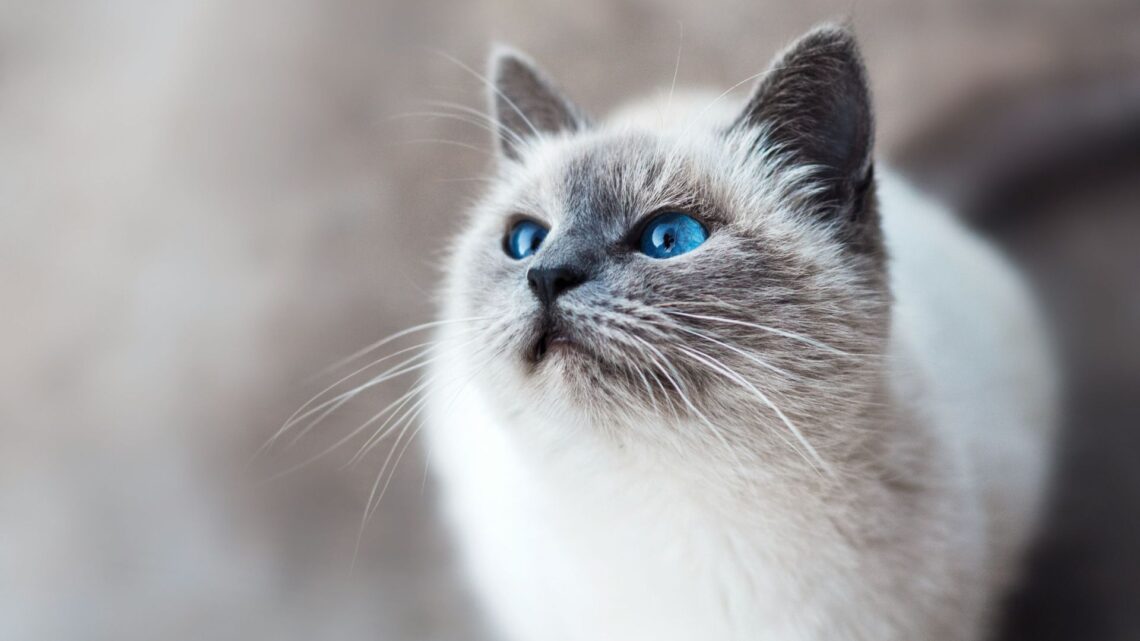 Il linguaggio dei gatti capire cosa ci dicono con movenze, versi e sguardi (2) 1 1