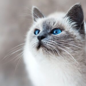 Il linguaggio dei gatti capire cosa ci dicono con movenze, versi e sguardi (2) 1 1