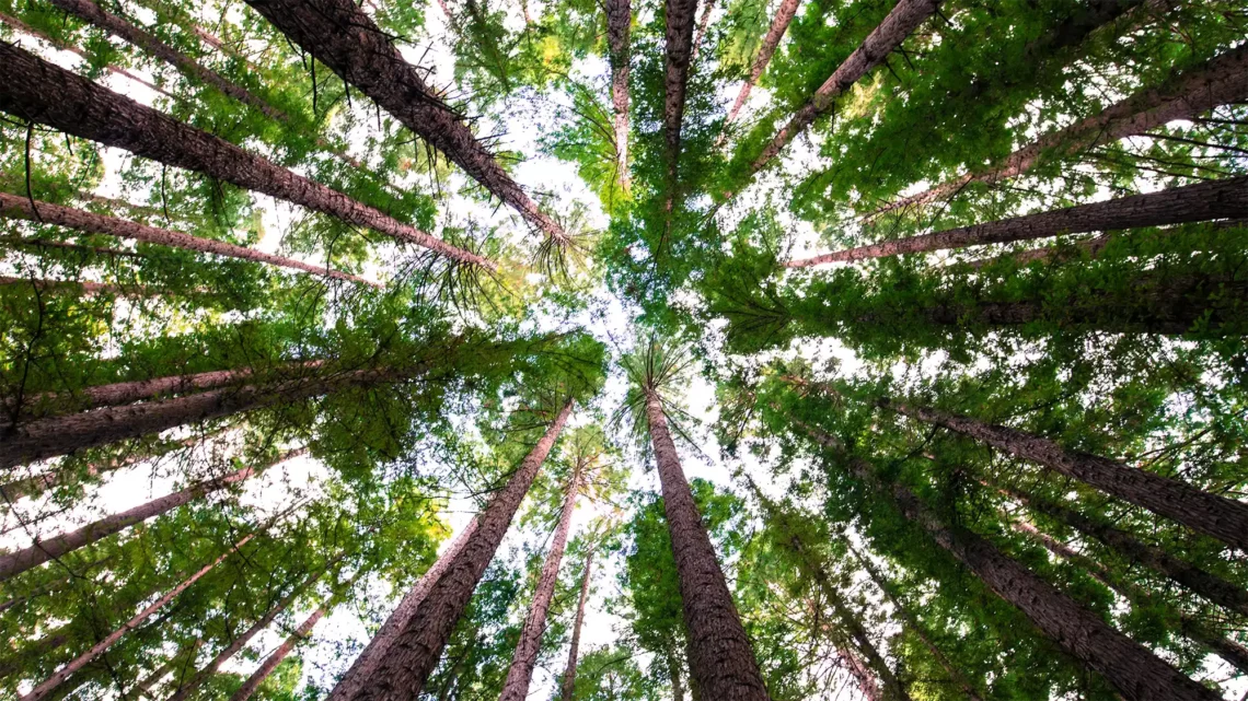 Il significato simbolico di 50 alberi miti, origini e messaggi della natura ok 1