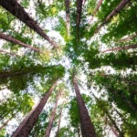 Il significato simbolico di 50 alberi miti, origini e messaggi della natura ok 1