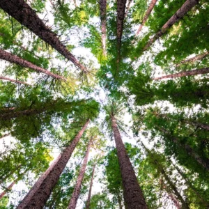 Il significato simbolico di 50 alberi miti, origini e messaggi della natura ok 1