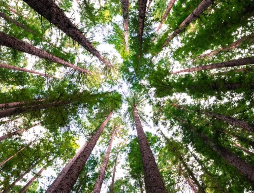 Il significato simbolico di 50 alberi miti, origini e messaggi della natura ok 1