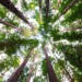 Il significato simbolico di 50 alberi miti, origini e messaggi della natura ok 1