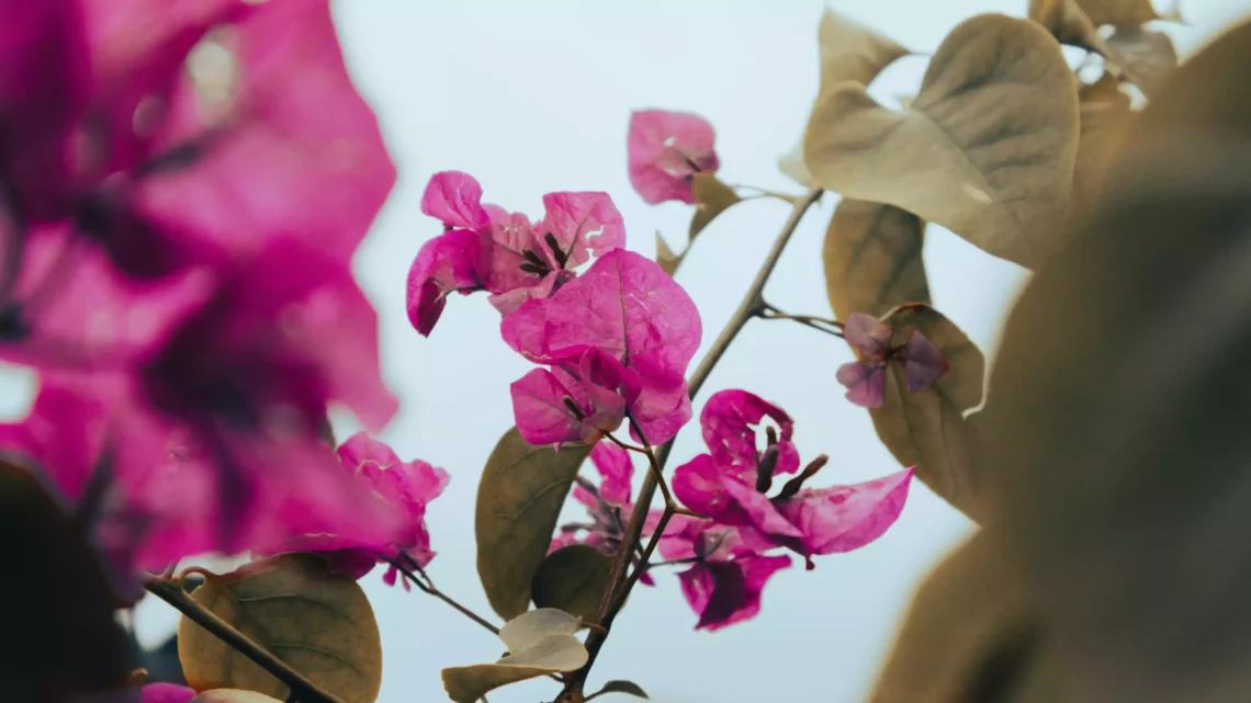 Luglio con un fiore cosa regalare come omaggio floreale (1)