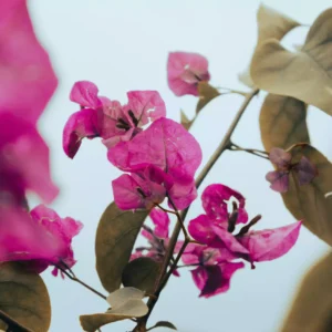 Luglio con un fiore cosa regalare come omaggio floreale (1)