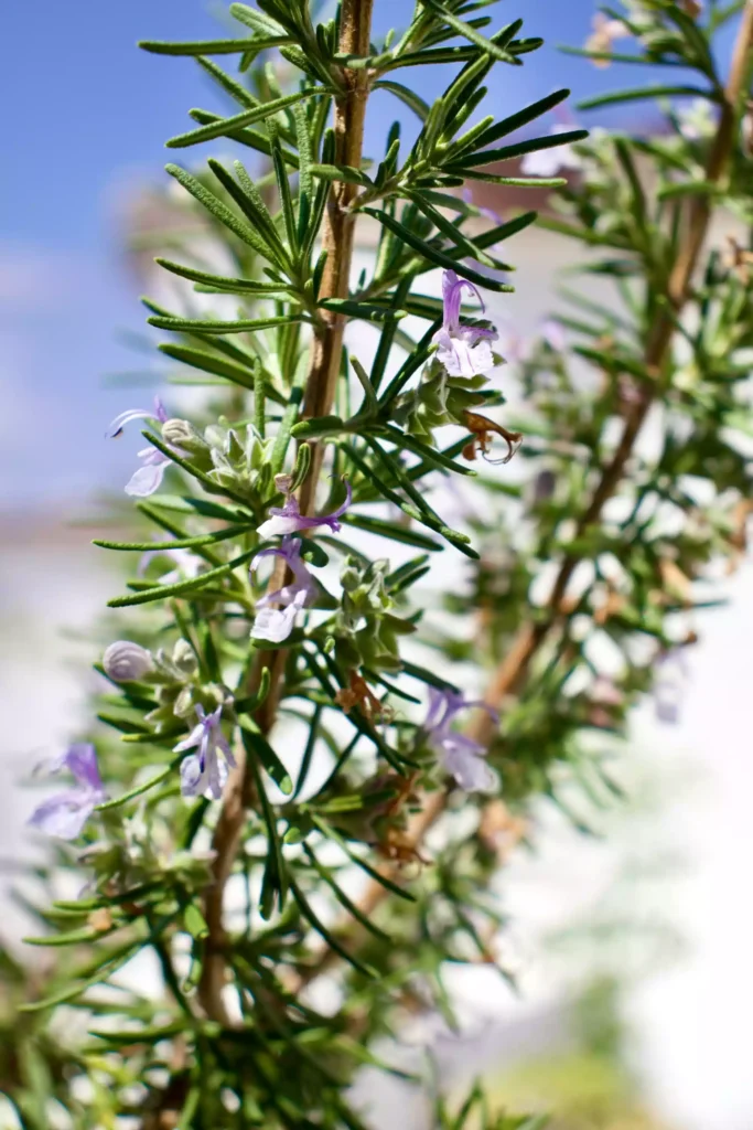 Aromatiche d’estate quali piante vanno d’accordo Aromatiche d’estate quali piante vanno d’accordo