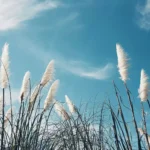 I segni del cielo e della terra Simboli, leggende e significati (1)