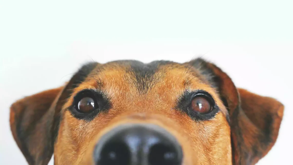 Vocabolario cane uomo 200 comportamenti del cane e cosa significano (Parte 1) (1) 1