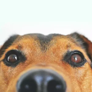 Vocabolario cane uomo 200 comportamenti del cane e cosa significano (Parte 1) (1) 1