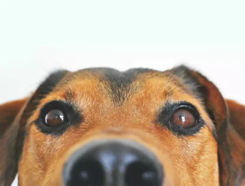 Vocabolario cane uomo 200 comportamenti del cane e cosa significano (Parte 1) (1) 1