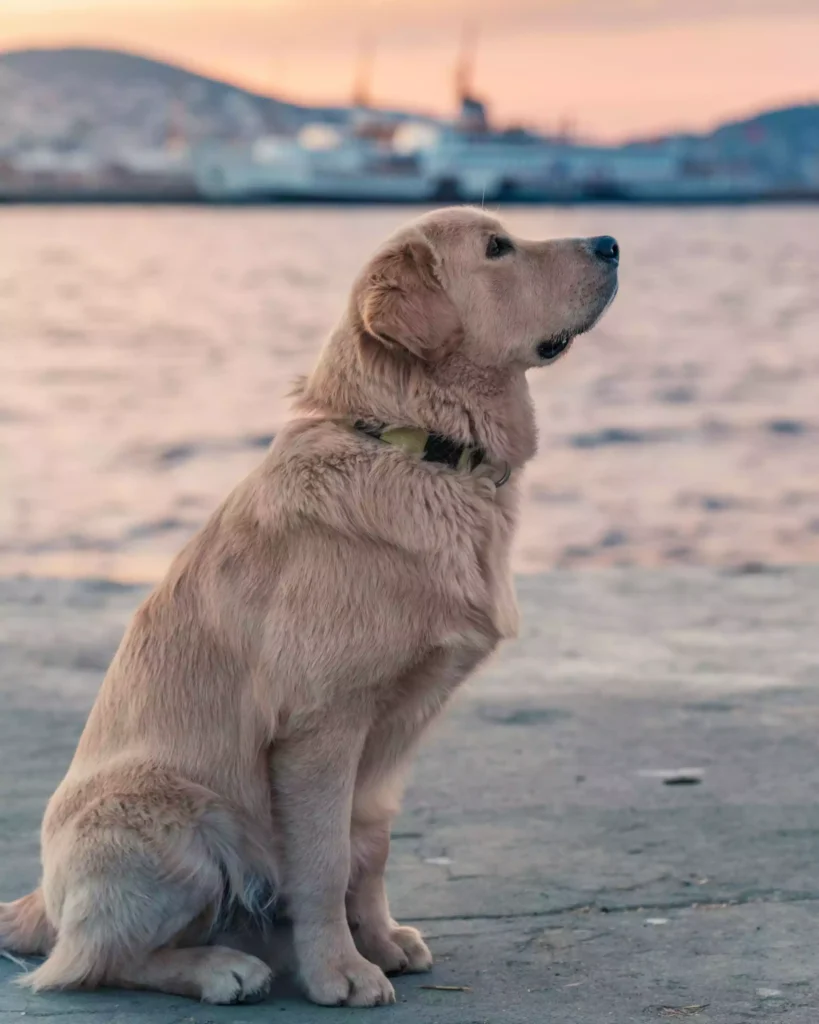 Vocabolario cane uomo 200 comportamenti del cane e cosa significano (Parte 1) (2) 1 Vocabolario cane uomo 200 comportamenti del cane e cosa significano (Parte 1) (2) 1
